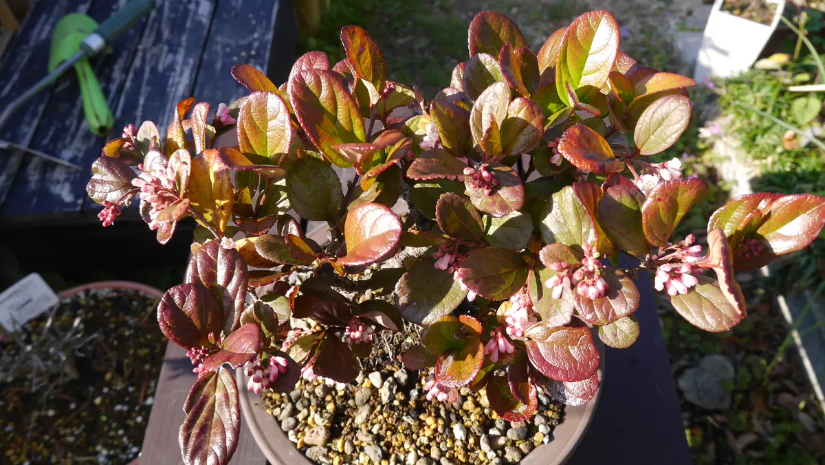 今年も元気いっぱい-胡麻樹(ゴモジュ)｜園芸日記byshinji70｜みんなの