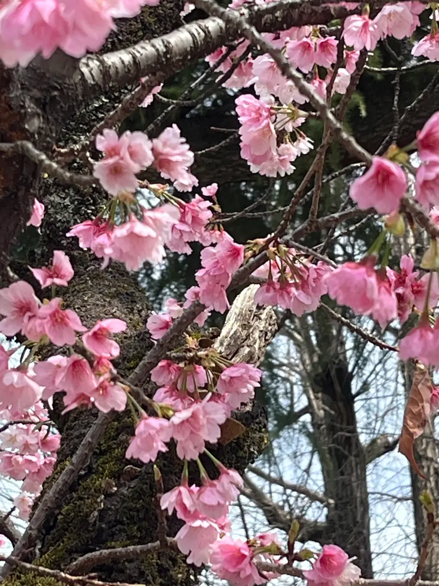 根津神社の早咲き桜｜園芸日記byrumikoh｜みんなの趣味の園芸｜1303693