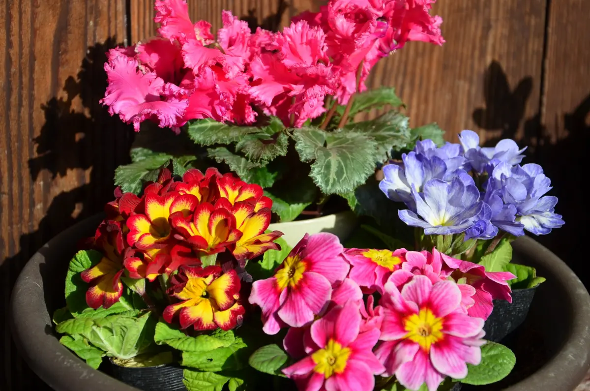 プリムラ ジュリアンの寄せ植え｜園芸日記by赤いハナミズキ｜みんなの