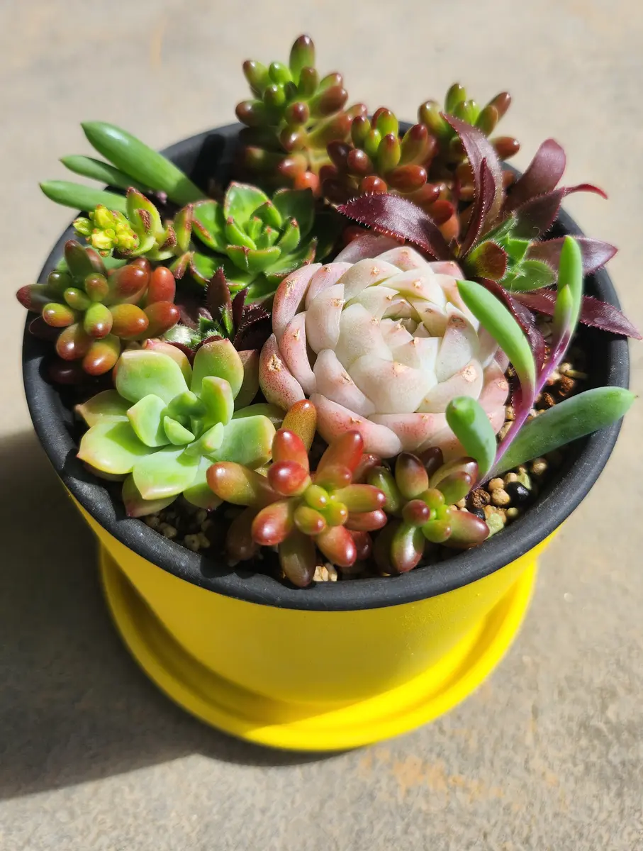 はじめての寄せ植えチャレンジ｜園芸日記by律九｜みんなの趣味の園芸