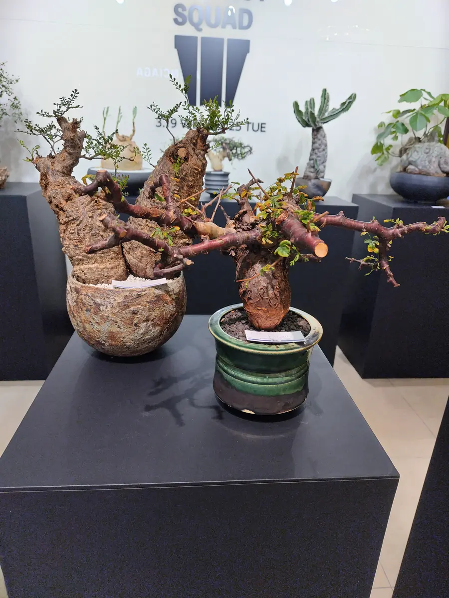 作家鉢のイベントやってた｜園芸日記byまんどれいく｜みんなの趣味の