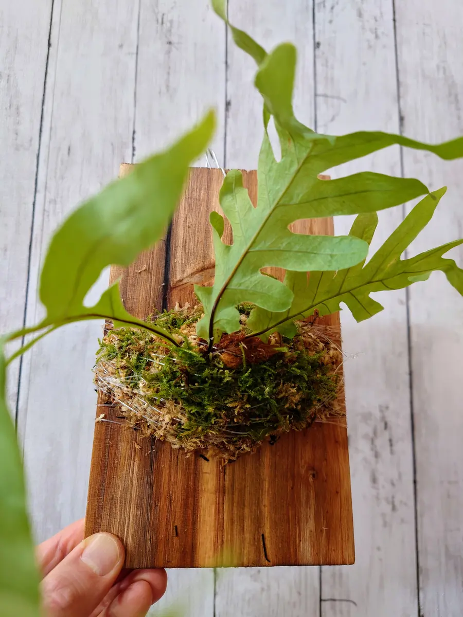 ドリナリア・プレウリディオイデスさん、板付け！｜園芸日記