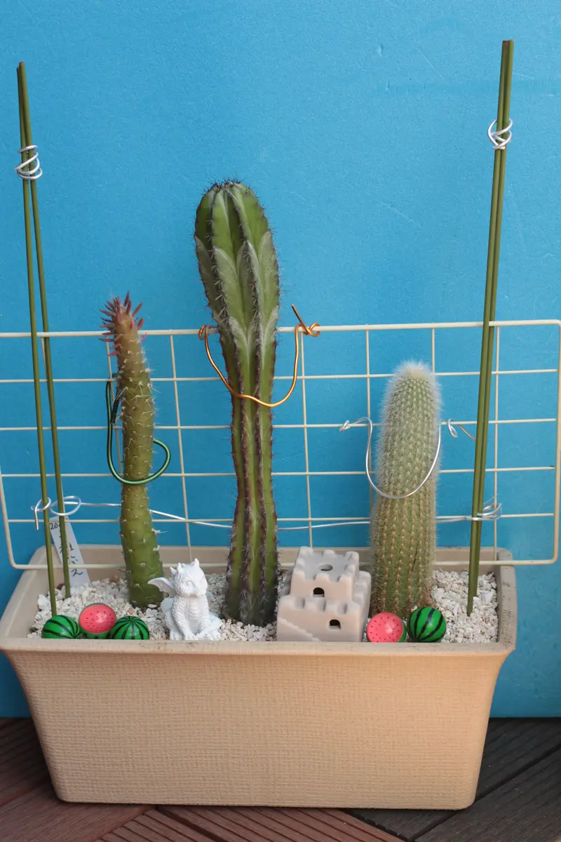 🌵 柱サボテン｜園芸日記byはねこうし｜みんなの趣味の園芸｜1304406