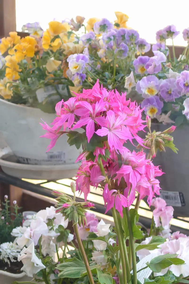 ゼラニウム　ファイヤーワークス　ピンク（4/8）【鉢物】 ゼラニウム ファイヤーワークス ピンク（4/8）【鉢物】 【公式通販】