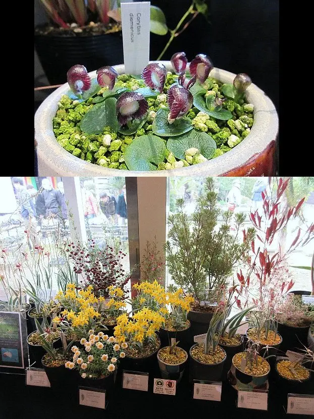 あざらし☆多肉植物出品中様 23苗 あざらし☆多肉植物出品中様 23苗 現物 多肉植物 アザラシ