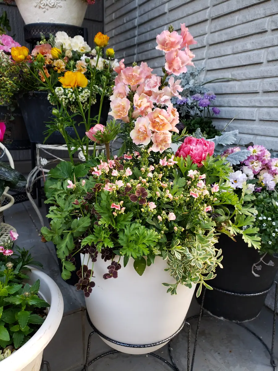 寄せ植え 花 春の寄せ植え2個セット｜Yahoo!フリマ（旧PayPay