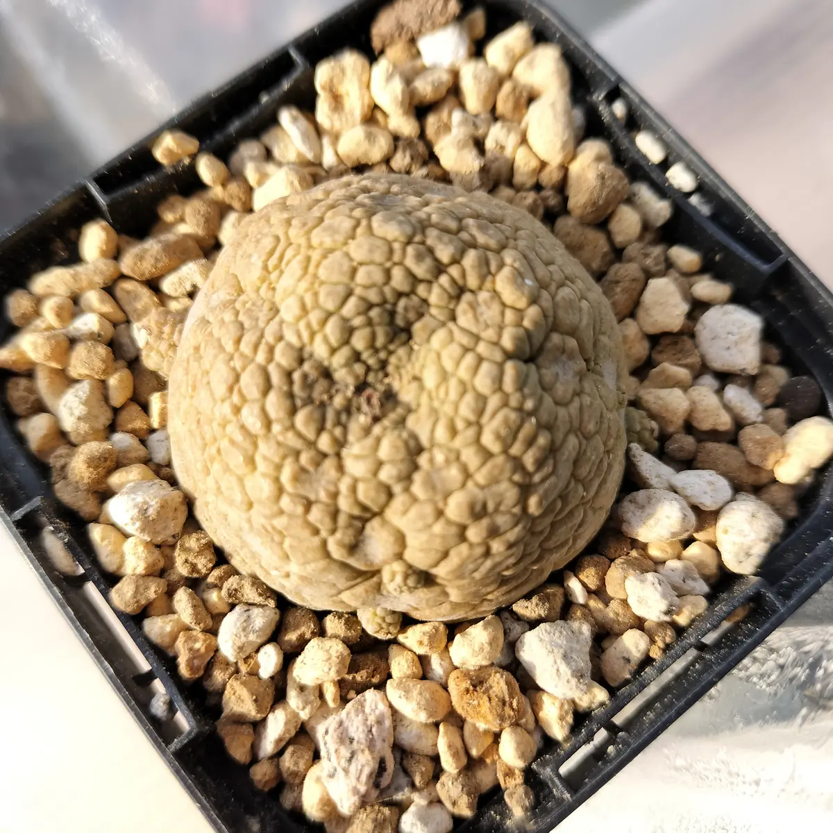オベサ ・ プセウドリトス ミギウルティヌス プセウドリトス ミギウルティヌス / Pseudolithos migiurtinus
