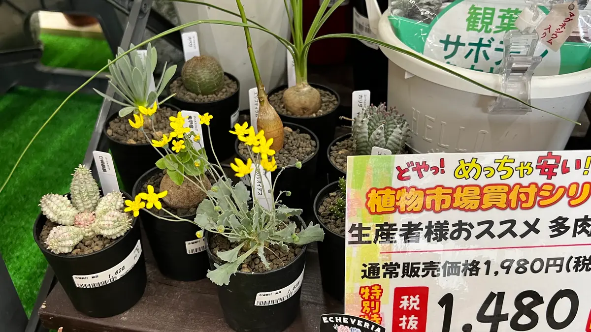 小さなホームセンターに塊根植物が！？ ＆ もう1体お迎え！｜園芸日記