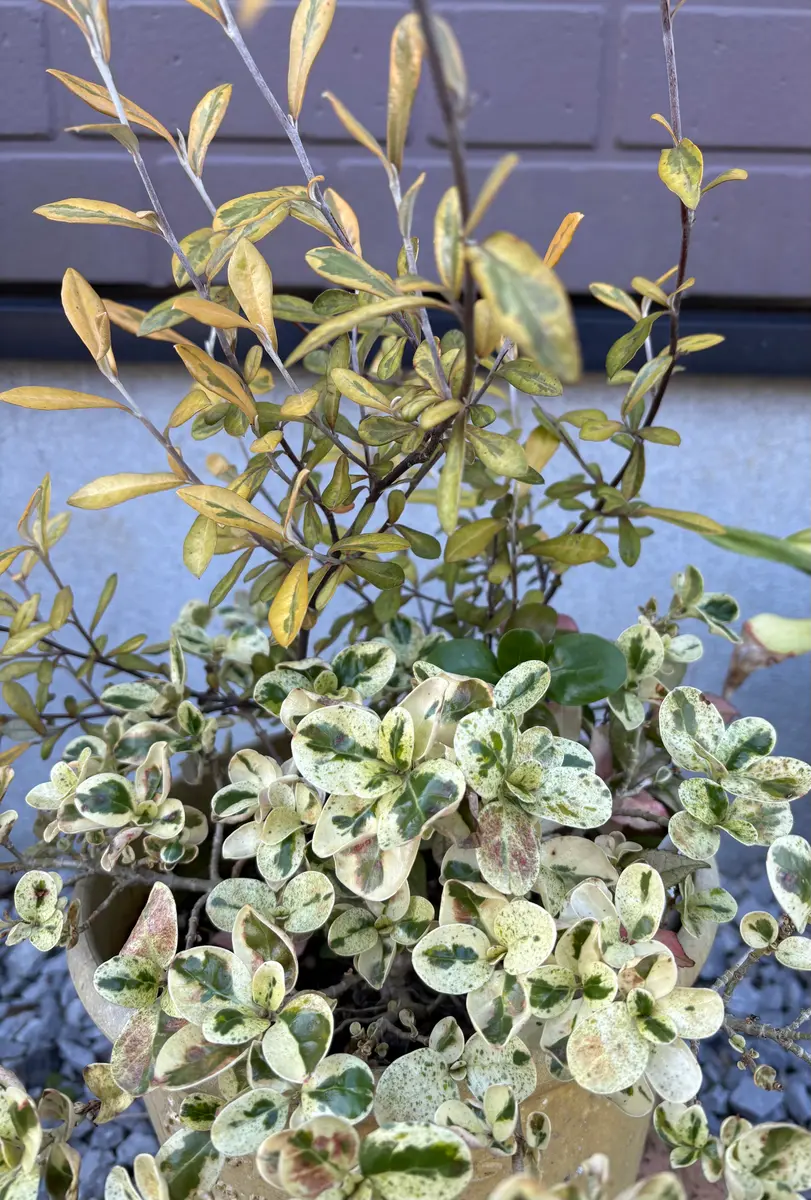 寄せ植え〔写真1枚目〕-ケヤキりんどうさんの日記｜みんなの趣味の園芸