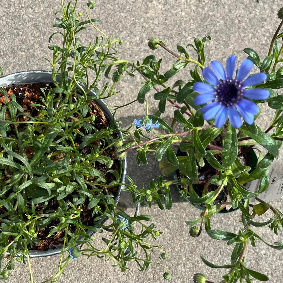 キングフィッシャーデージー偽物……？(´・ω・`)｜園芸日記byぼじまる