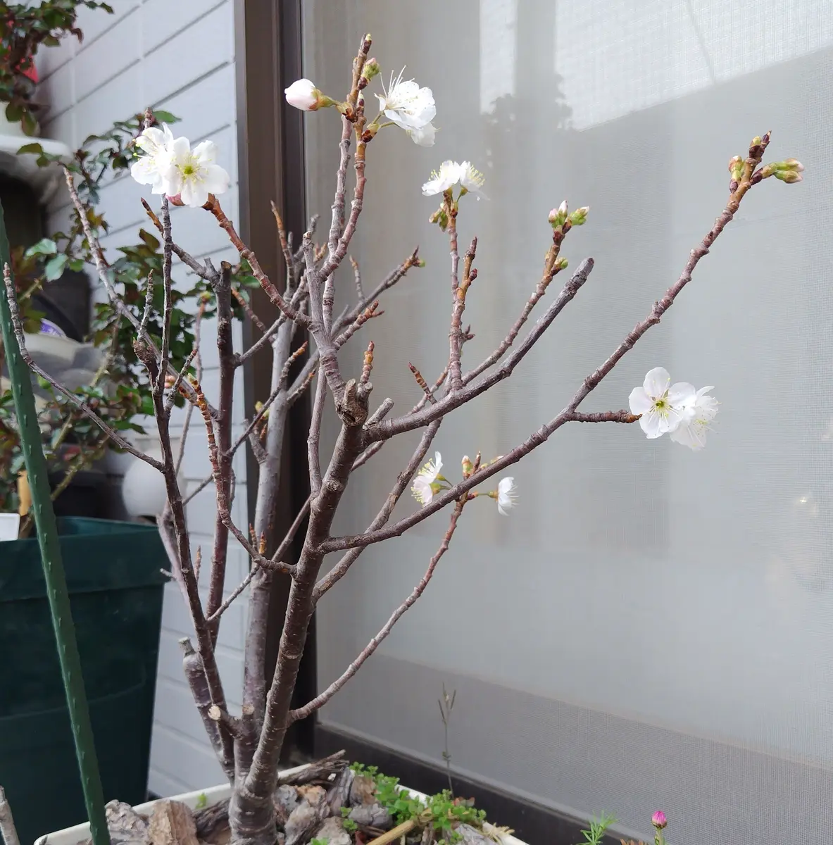 さくらんぼの開花｜園芸日記byテルルミン｜みんなの趣味の園芸