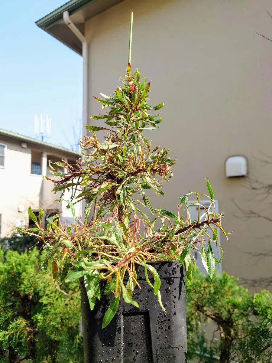 Ramat #104 × フォークイエリア プルプシー（国内実生株） Ramat #104 × フォークイエリア プルプシー（国内実生株） 【塊根植物