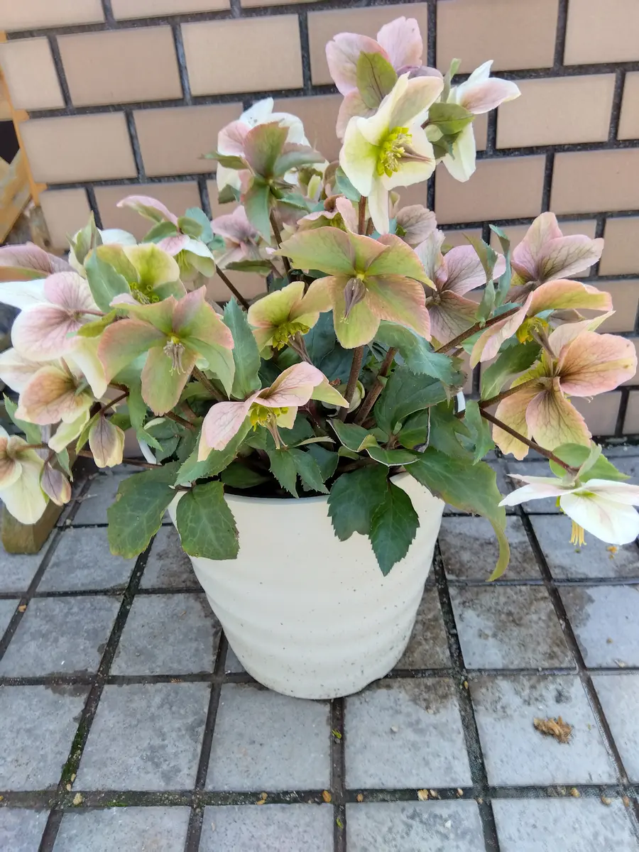 ぶたぶたさんさんの園芸日記-みんなの趣味の園芸
