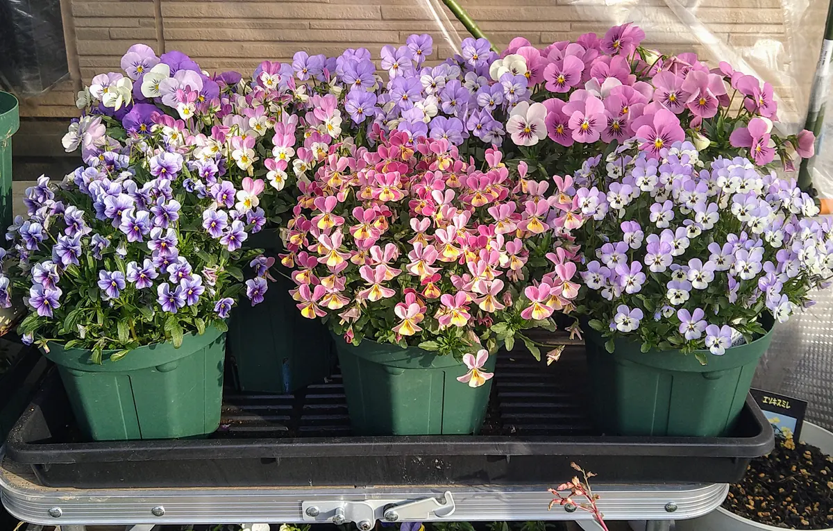 ビオラさまおまとめ2点♡ ゲブラさん】 ビオラ 『ミックス』 2.5寸POT