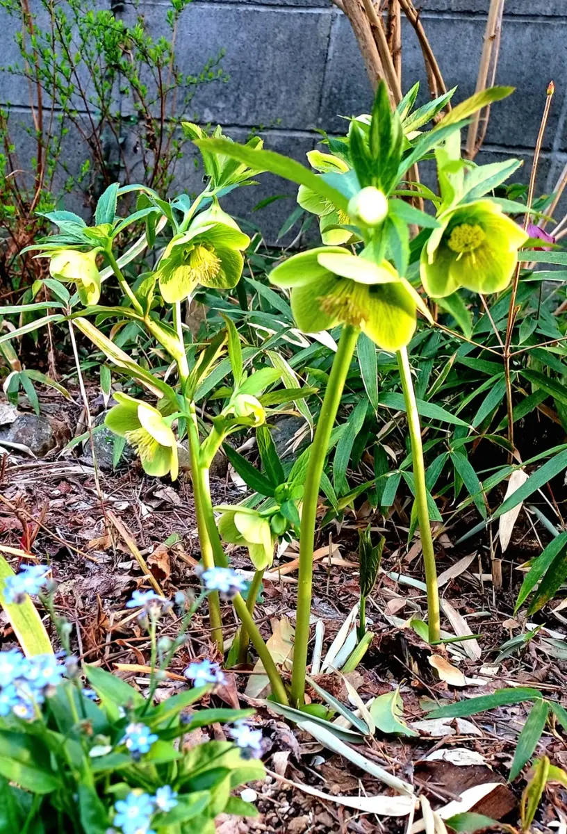 庭のクリスマスローズと花のコラボ3景｜園芸日記byたーちゃんの旦那