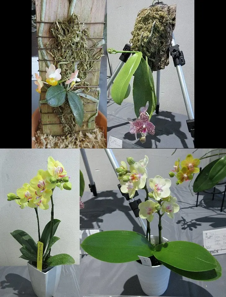 第79回 JOGA洋らん展 その14 ファレノとバンダ｜園芸日記byレプト