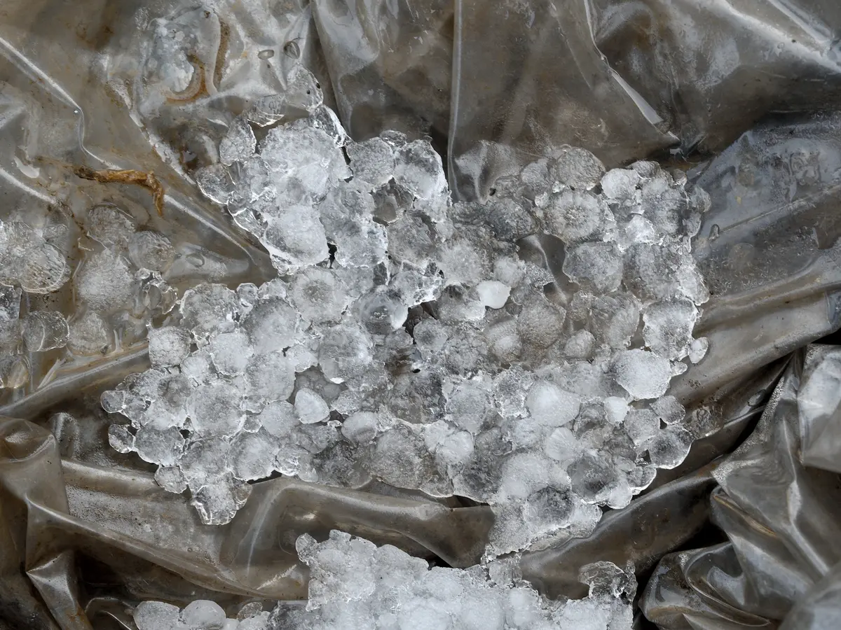 雹（ひょう）｜園芸日記bysaita｜みんなの趣味の園芸｜1306790