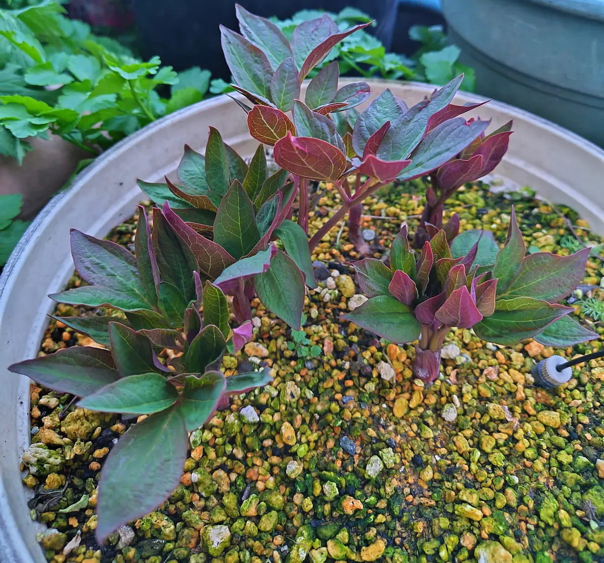 山芍薬の赤い芽が開きました｜園芸日記byjictenko｜みんなの趣味の園芸