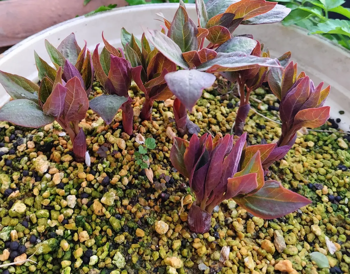 山芍薬の赤い芽が開きました｜園芸日記byjictenko｜みんなの趣味の園芸