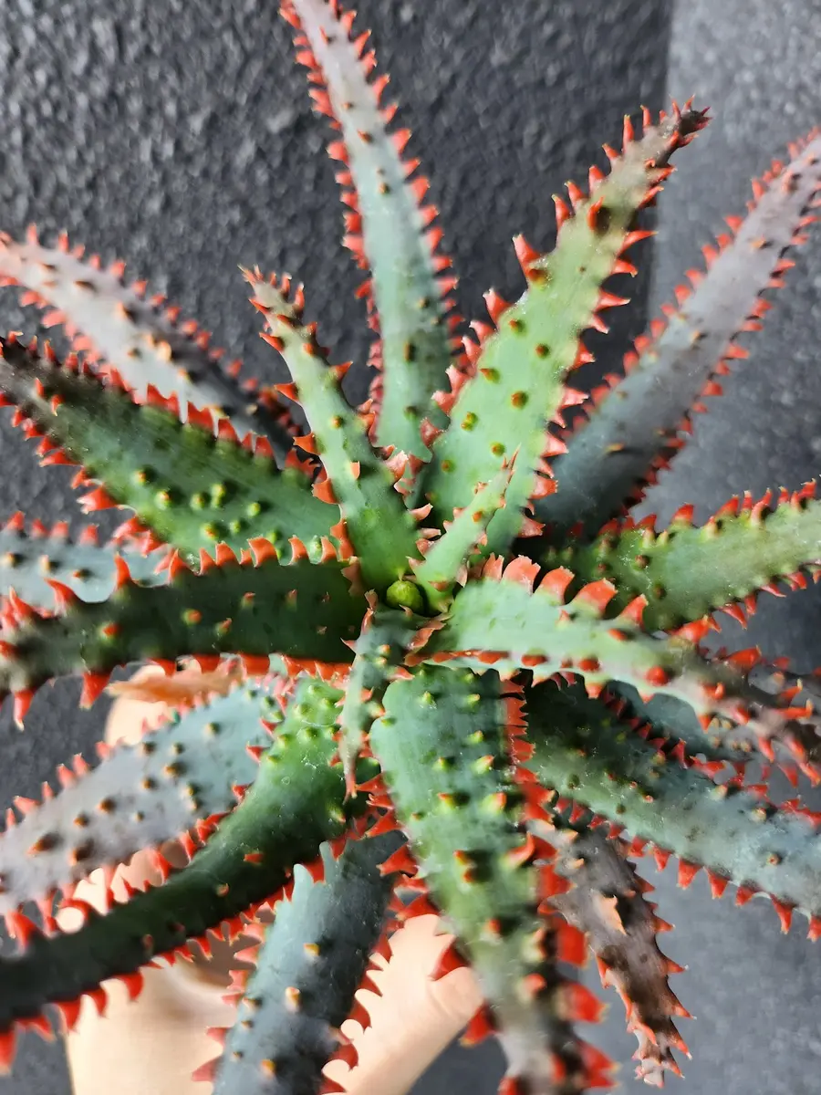 アロエ　ワイリーコヨーテ アロエ ワイリーカヨーテ Aloe 