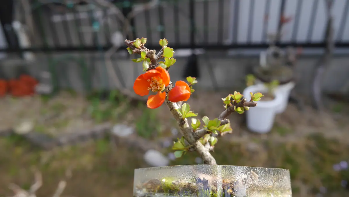 盆栽の花-長寿梅(チョウジュバイ)｜園芸日記byshinji70｜みんなの趣味