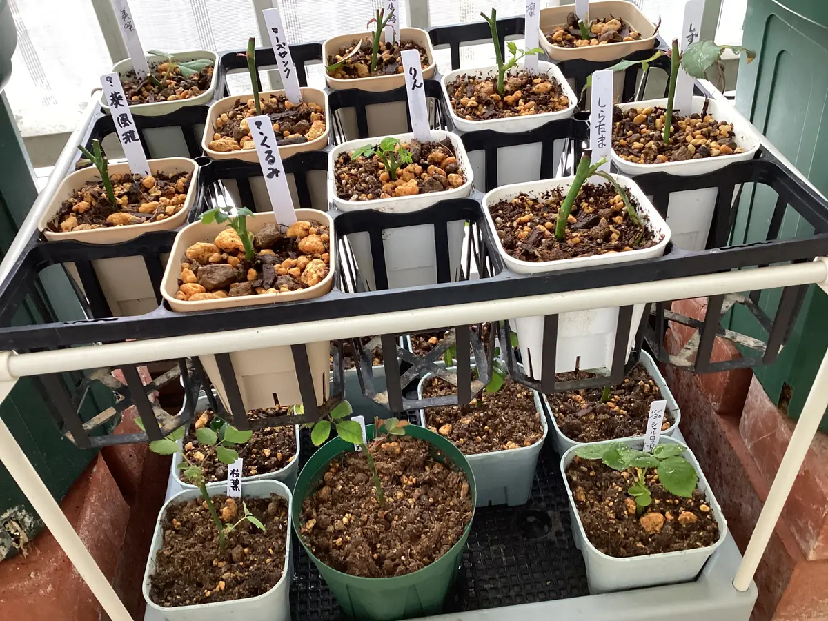 和バラ挿し木苗🌱をプレステラ90に｜園芸日記by和と洋｜みんなの趣味の