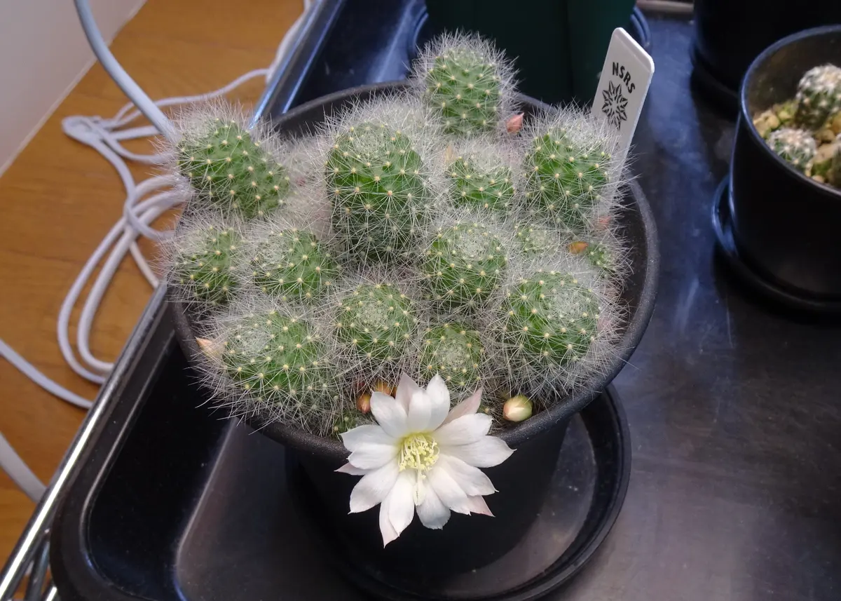 サボテン レブチア 白雪姫の花｜園芸日記byふらいレア｜みんなの趣味の