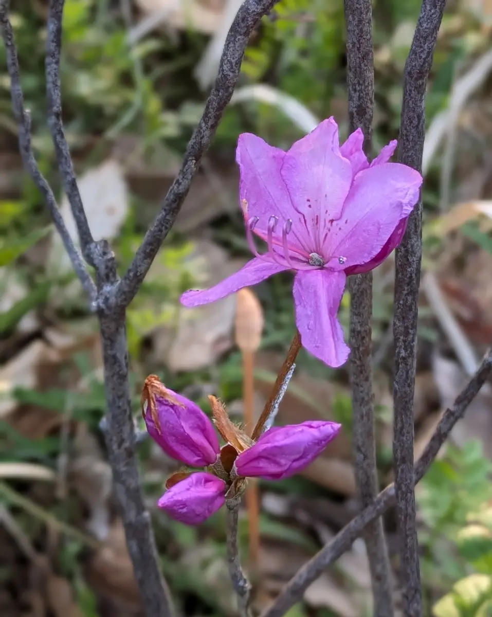 💜いちばん早咲きのツツジは？🩷｜園芸日記byドブたぬきの部屋