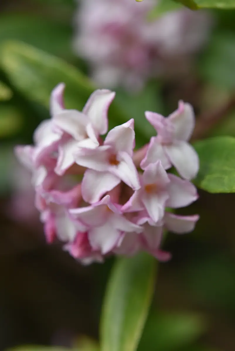 沈丁花が咲きました｜園芸日記by赤いハナミズキ｜みんなの趣味の園芸