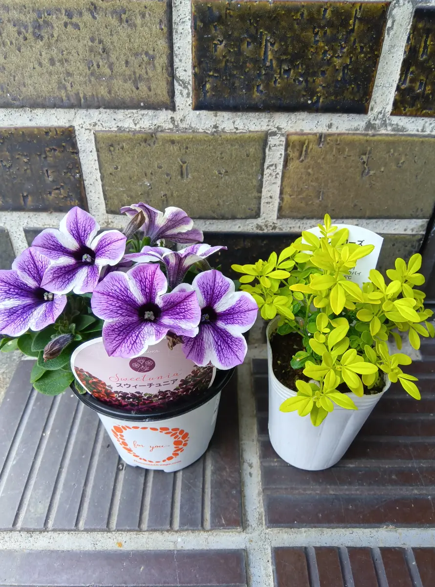 お花、買ってきたよ〜｜園芸日記byいわきょん｜みんなの趣味の園芸