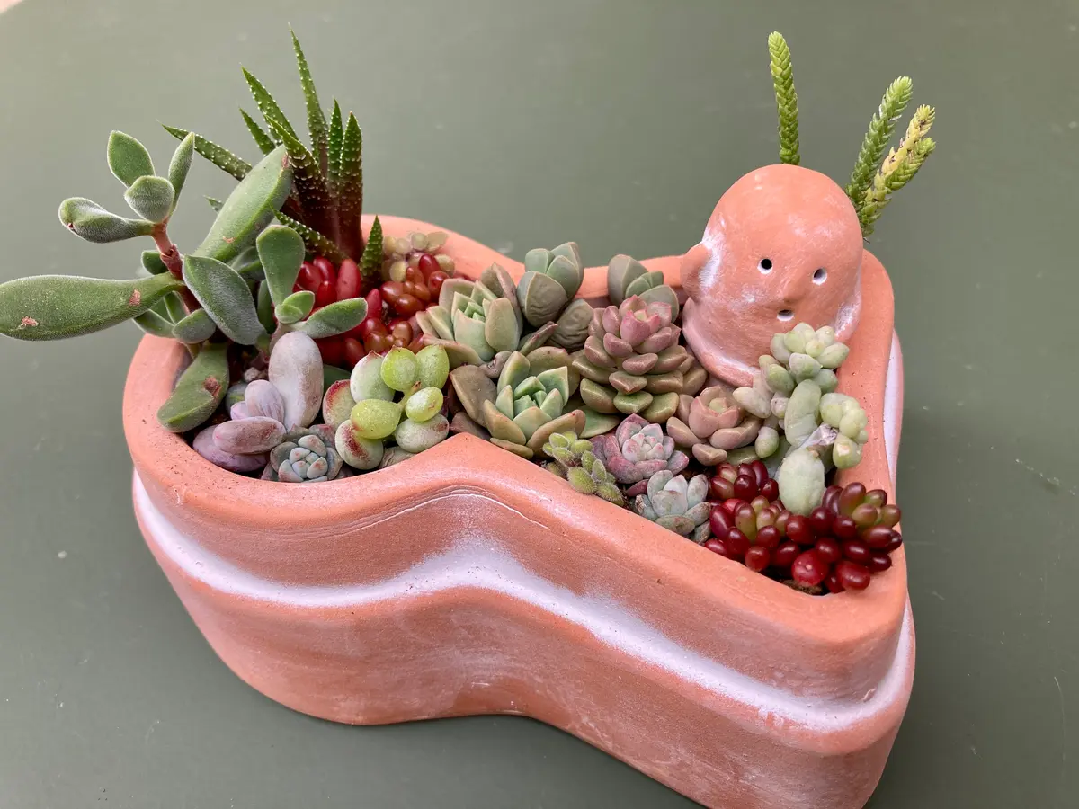 多肉の寄せ植え作りました♪｜園芸日記byリンチャムジェイ