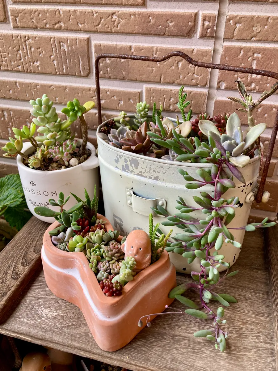 大きい割引 多肉の寄せ植え作りました♪｜園芸日記byリンチャムジェイ その他多肉植物