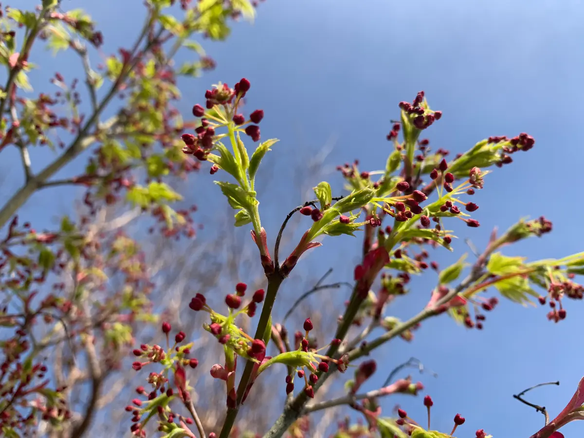 モミジの花が咲き出しました｜園芸日記bymanjoumeQ｜みんなの