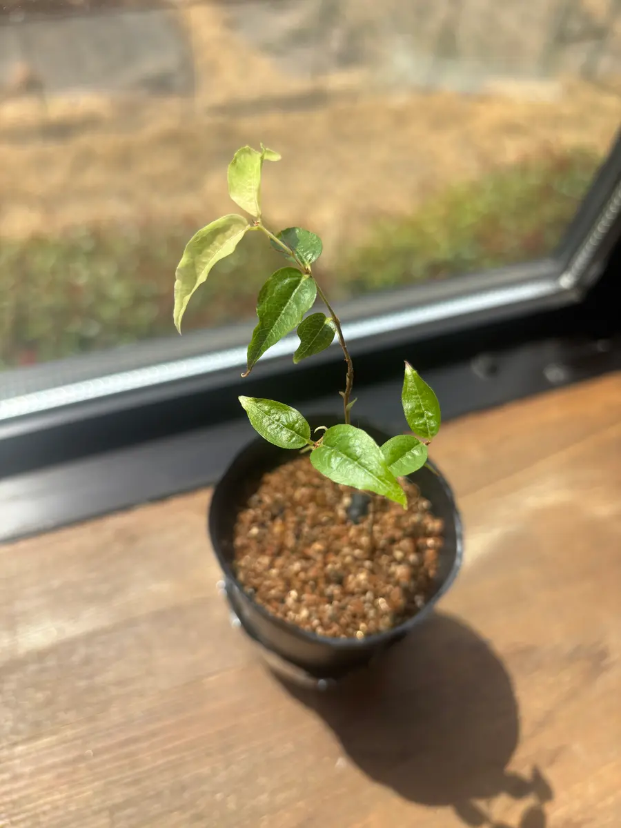 ジャボチカバ「Escarlate」｜園芸日記byかんぱち｜みんなの趣味の園芸