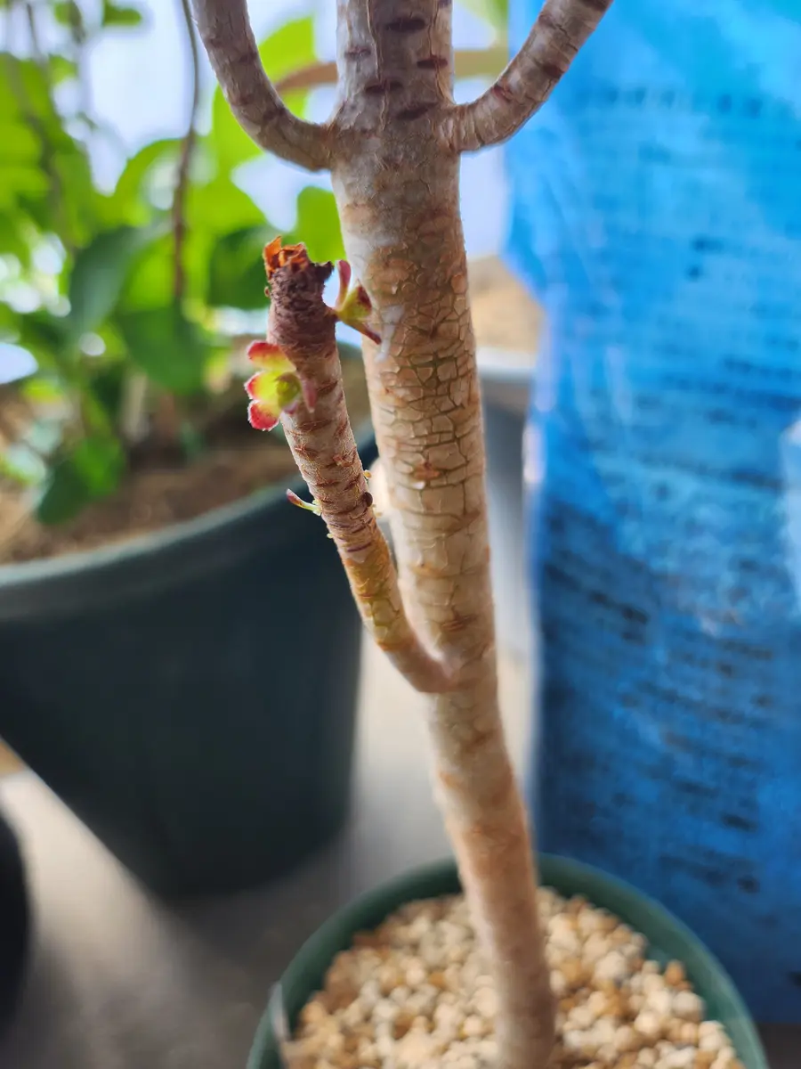 多肉植物 プリズム カット苗 2個セット 【公式通販】