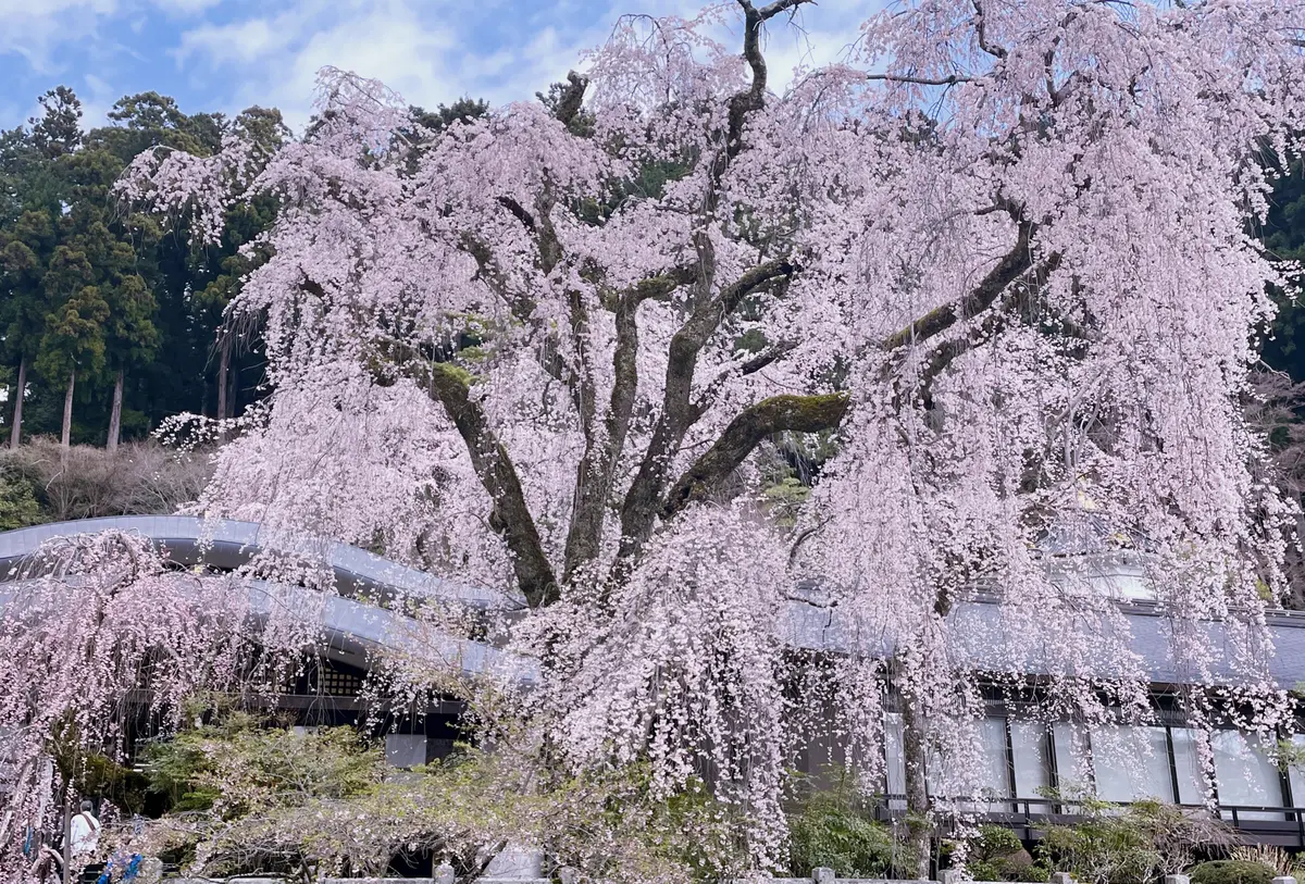 身延山の枝垂れ桜｜園芸日記byあずきもち｜みんなの趣味の園芸