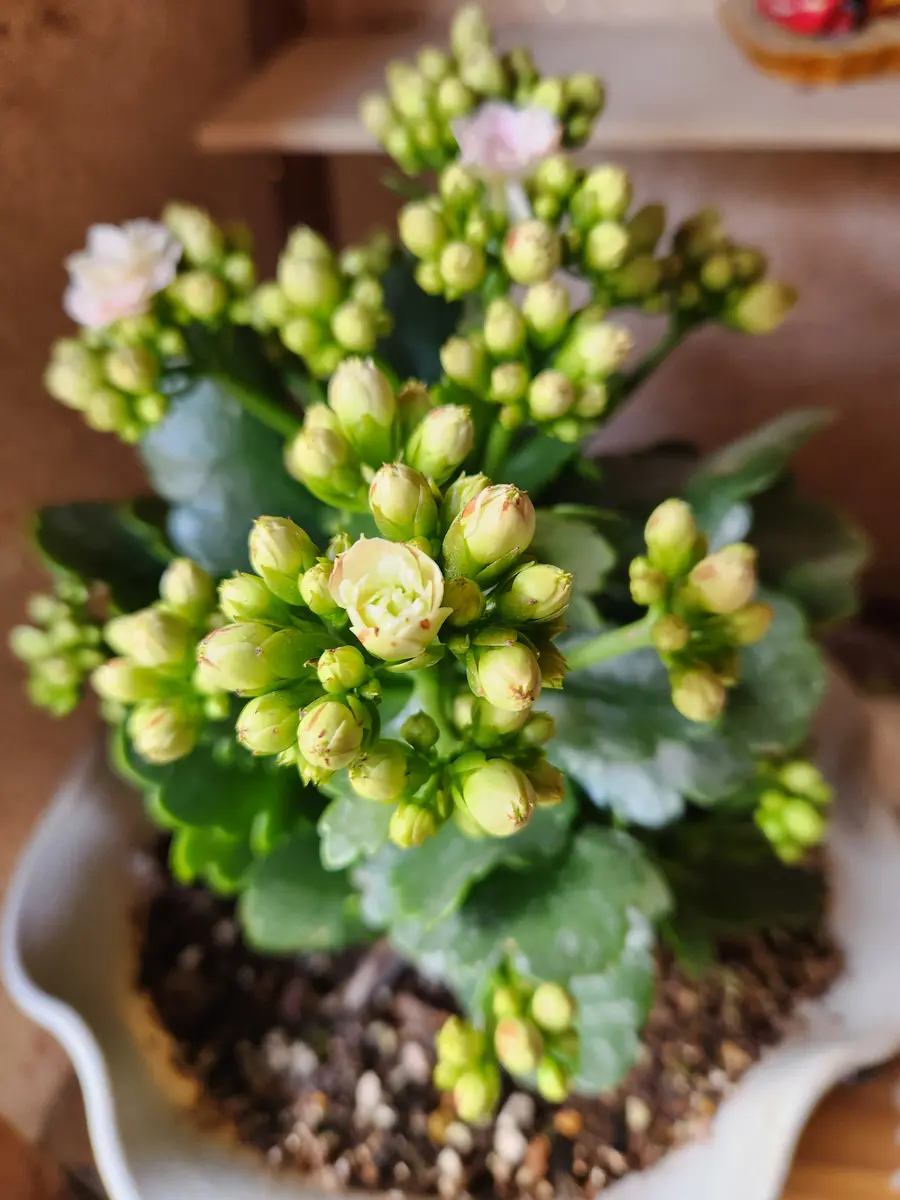 カランコエ 緑色のつぼみ カランコエ。つぼみがっぱいです。光の「2024年 秋の花 （9月