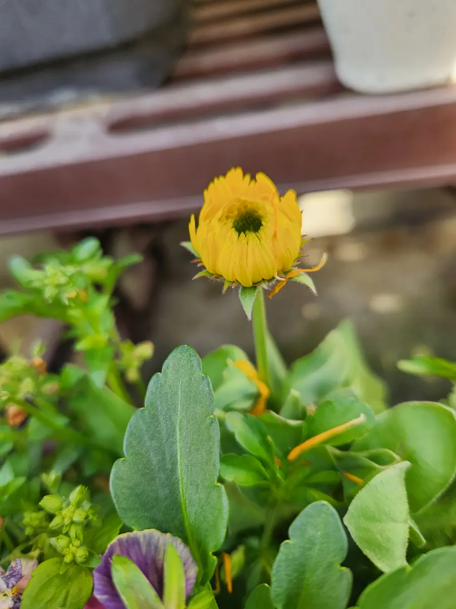 カランコエ 緑色のつぼみ カランコエ。つぼみがっぱいです。光の「2024年 秋の花 （9月