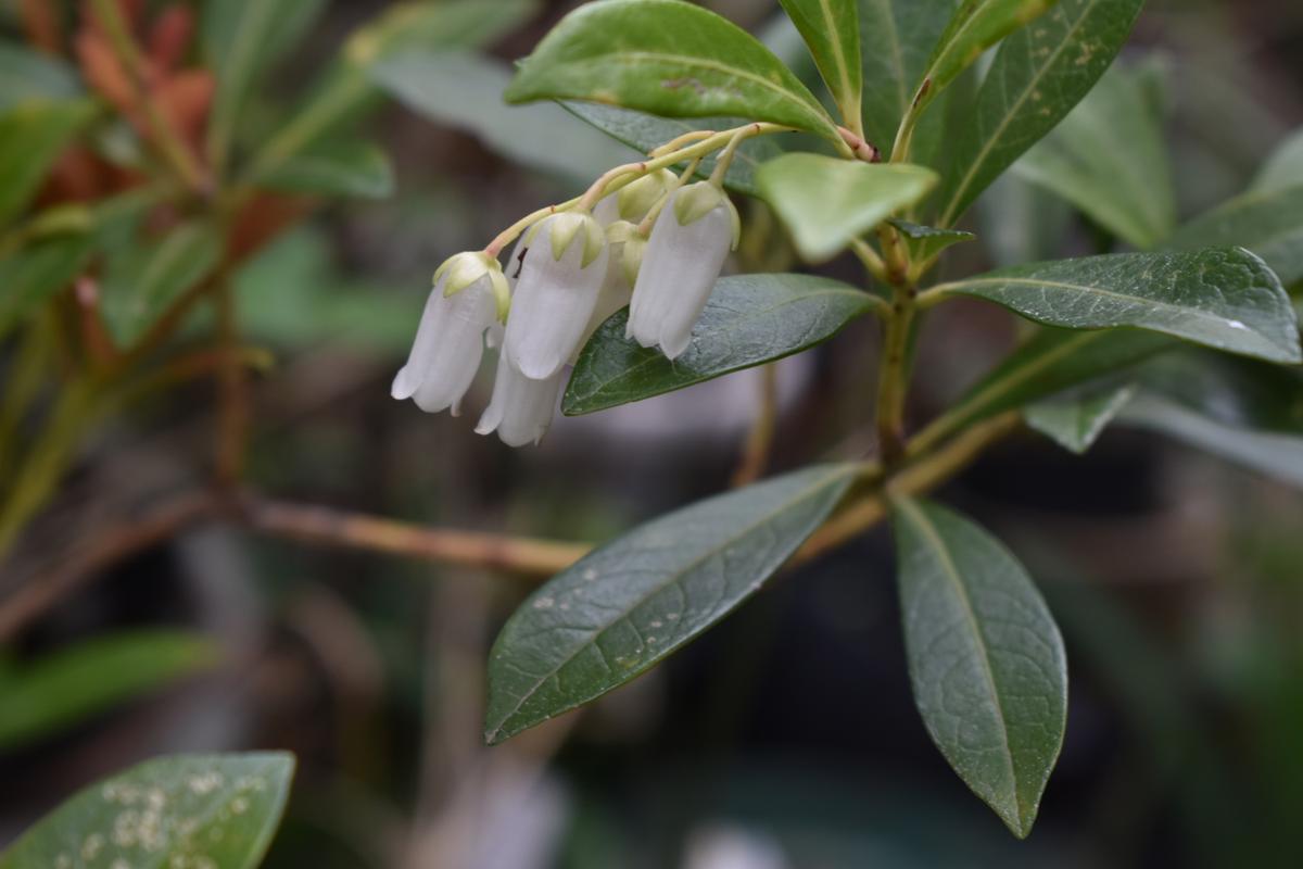 アマミアセビの花が咲いています｜園芸日記by夜犬｜みんなの趣味の園芸