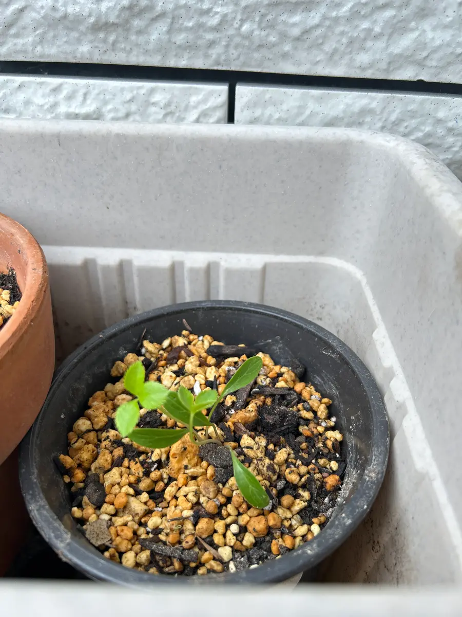 ぱぺこ クリスマスローズ 株分け セット ぱぺこ様専用 クリスマスローズ 株分け セット