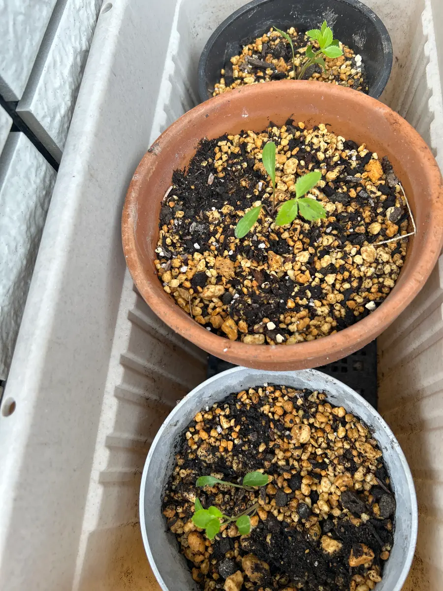 クリスマスローズ幼苗 植え付け3日目｜園芸日記byミモン｜みんなの趣味