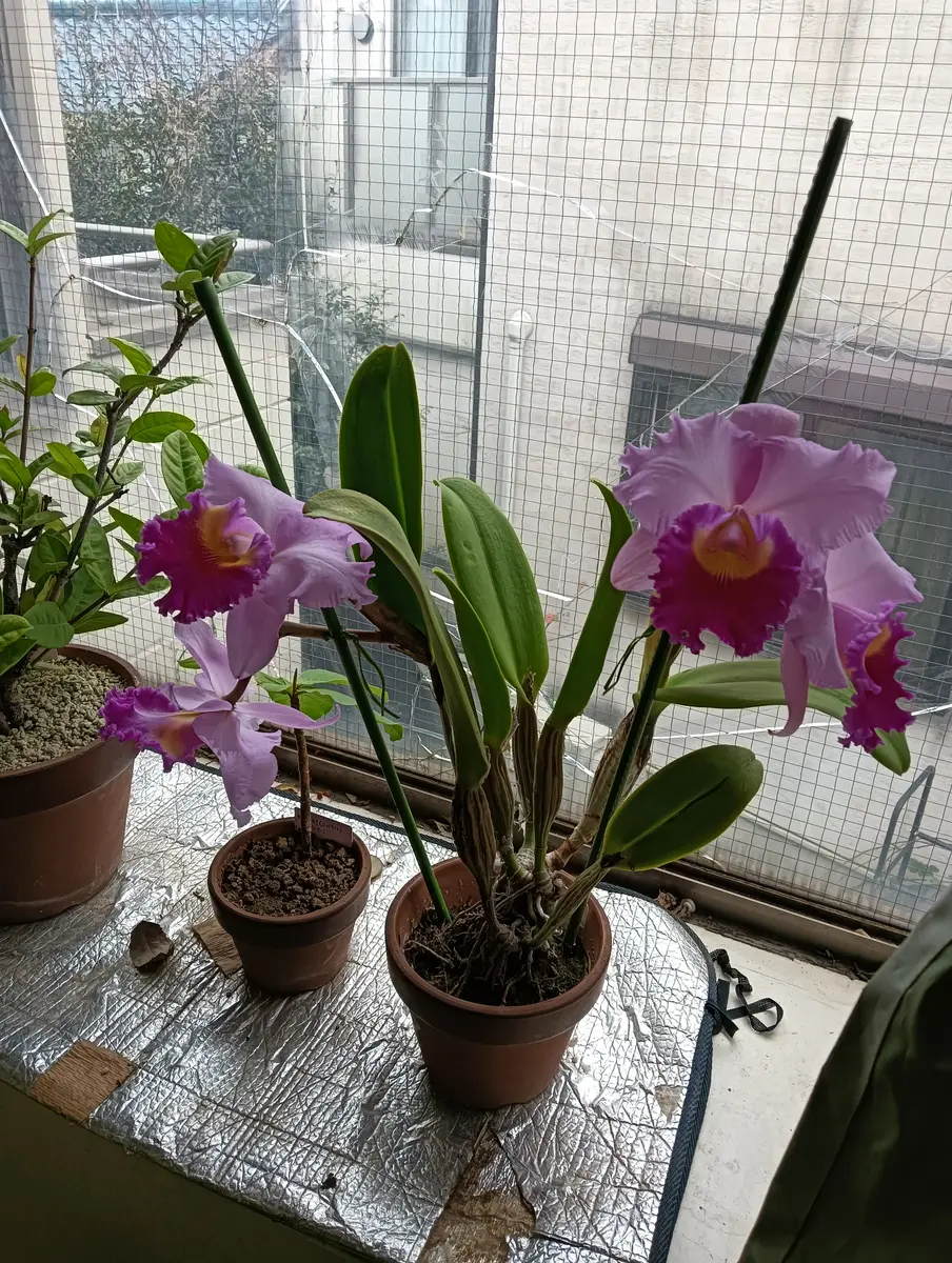 今 話題 の 人気 商品 蘭の女王カトレア｜園芸日記byRYO2400｜みんなの趣味の園芸｜1309808 バトルスピリッツ