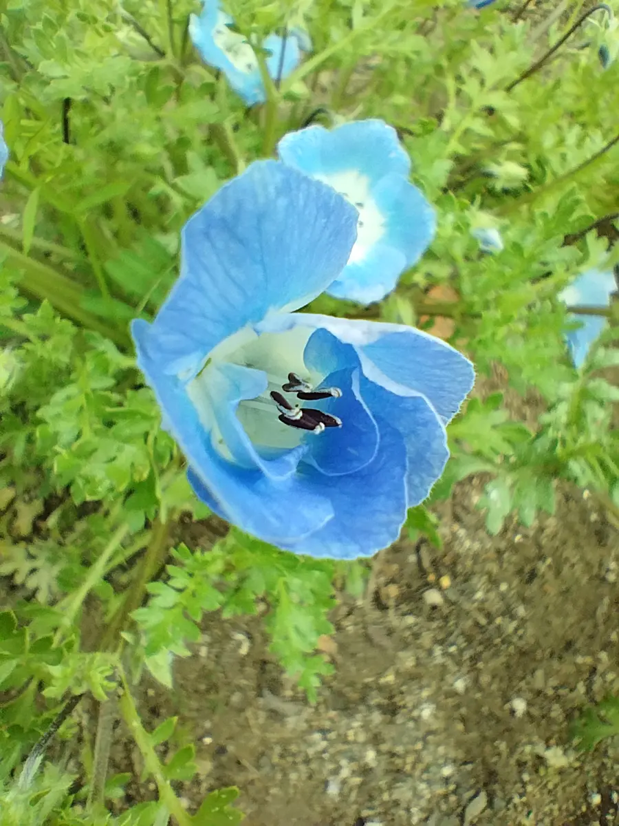 可愛いネモフィラ💙|園芸日記byエリシマム|みんなの趣味の園芸 可愛いネモフィラ💙|園芸日記byエリシマム|みんなの趣味の園芸