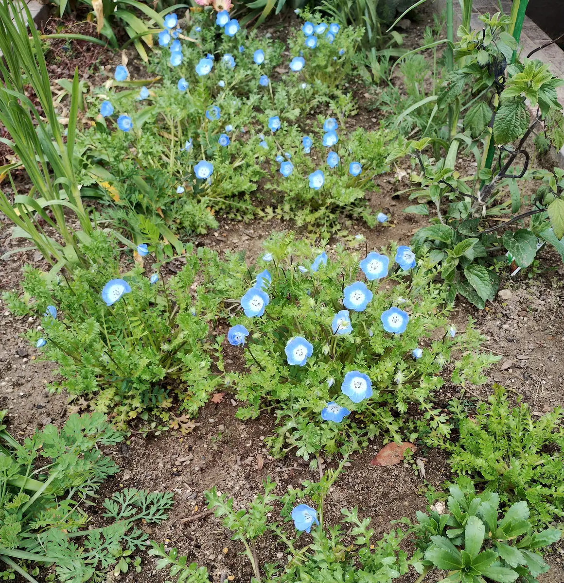 可愛いネモフィラ💙｜園芸日記byエリシマム｜みんなの趣味の園芸