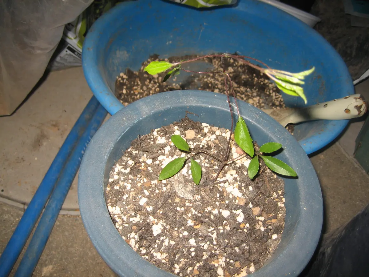 挿し木クレマチスの鉢上げ｜園芸日記byコウノトリ｜みんなの趣味の園芸