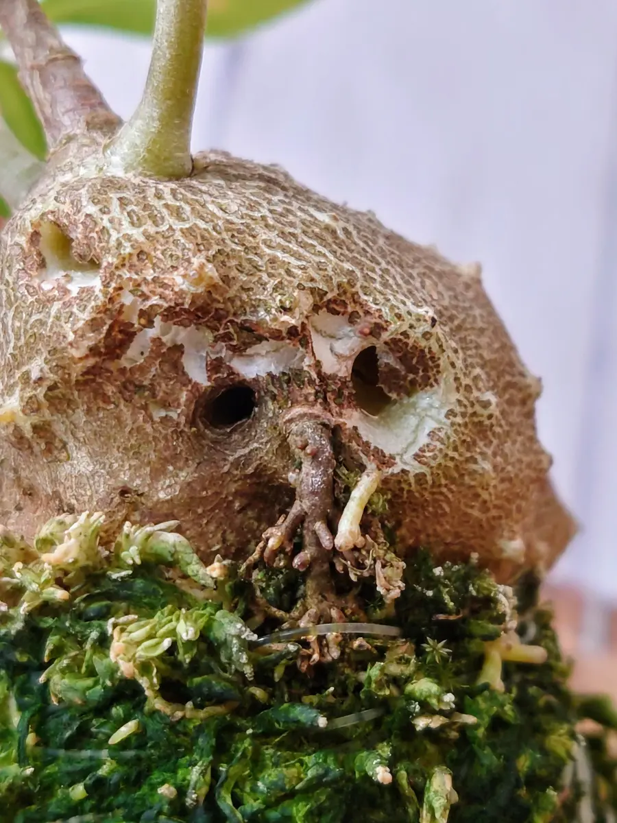 伊藤蟻植物　ヒドノフィツム　モセレヤナム 伊藤蟻植物 ヒドノフィツム モセレヤナム