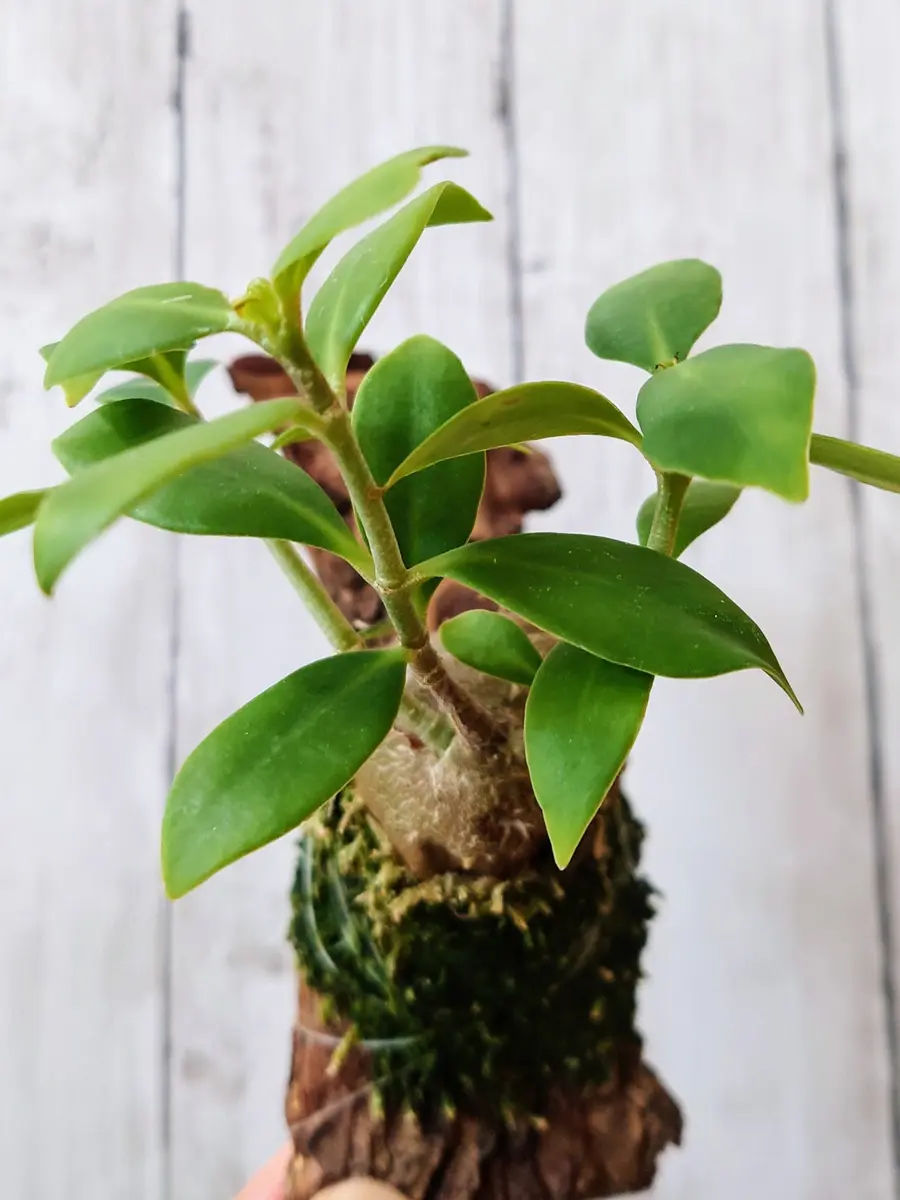 なんだか顔に見えてきた、ヒドノフィツム・モセレヤナムさん。｜園芸