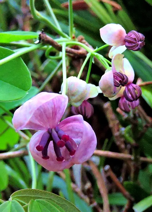 【美品】 アセビ nae-ya | （アセビ（馬酔木）：アセビ（白花） 126 白花 常緑樹