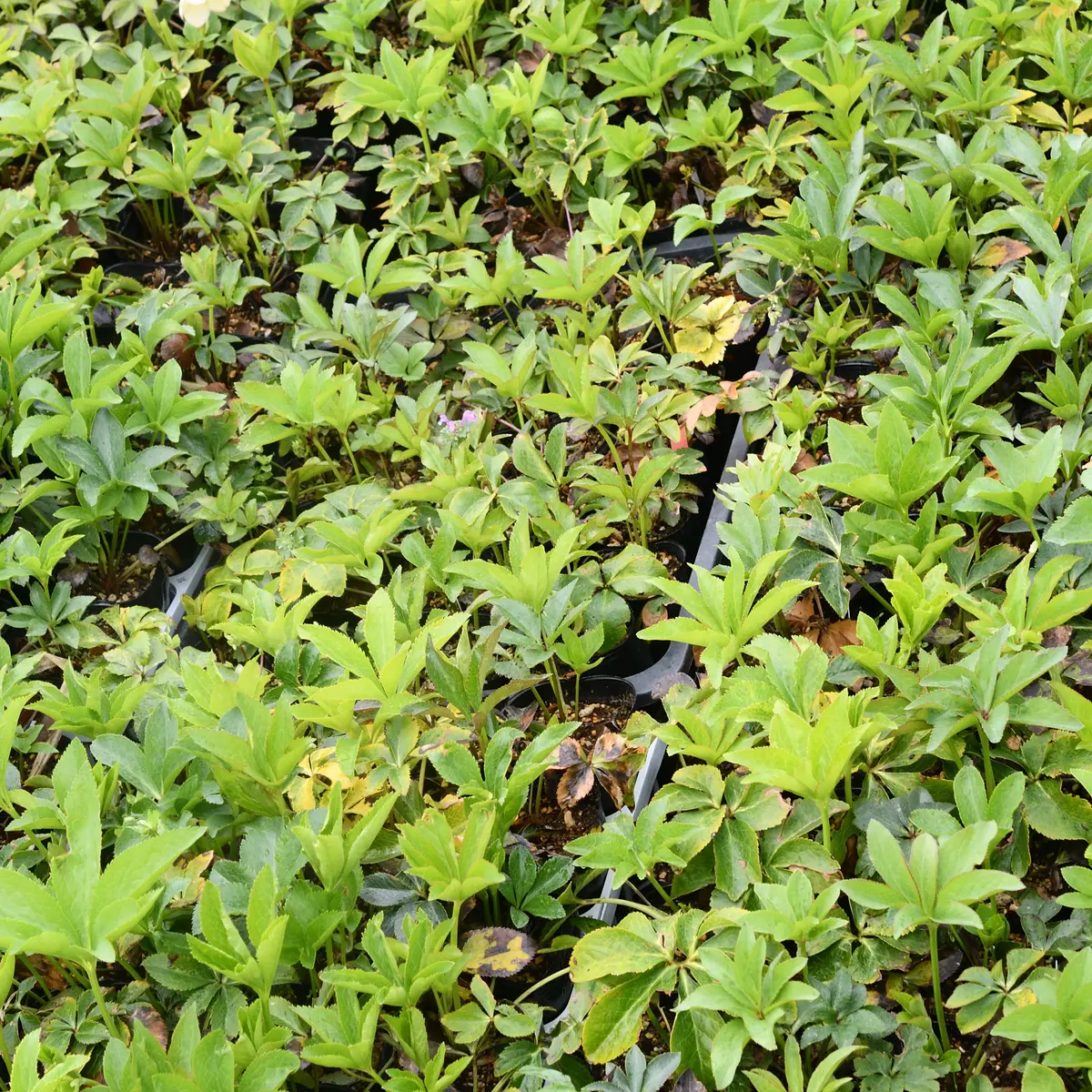 注目の福袋をピックアップ！ 2023年交配苗未開花株の現状｜園芸日記bysaita｜みんなの 花