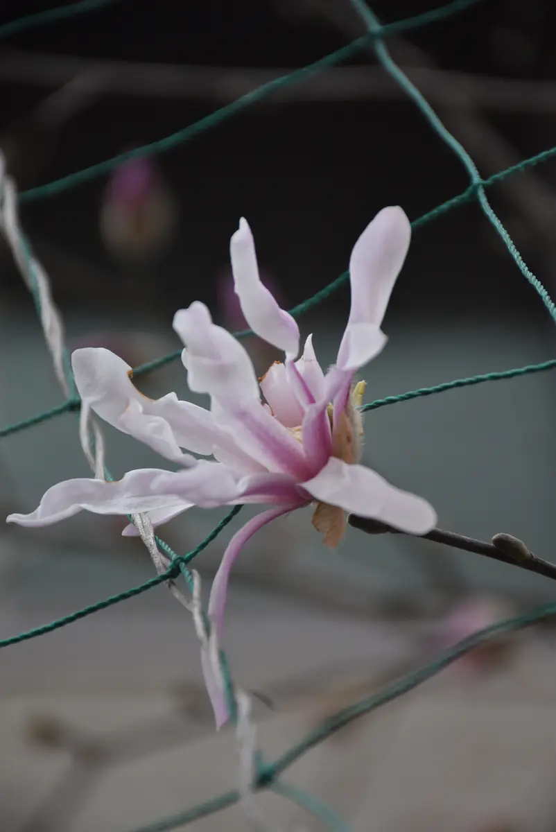 ヒメコブシの日記一覧|赤いハナミズキさんの園芸日記-みんなの趣味の園芸